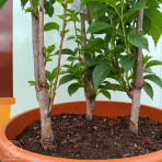 Okrasná čerešňa (Prunus serrulata) ´AMANOGAWA´ - výška 170-200 cm, kont. C45L - VIACKMENNÁ